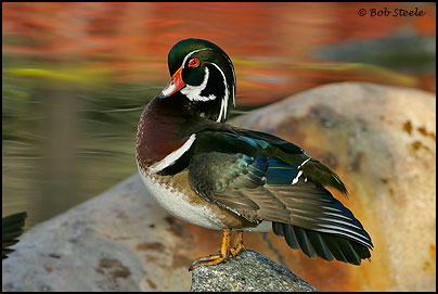 Wood Duck (Aix sponsa)