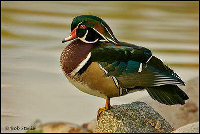 Wood Duck (Aix sponsa)