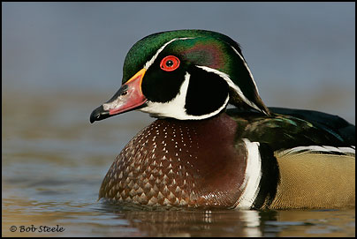Wood Duck (Aix sponsa)