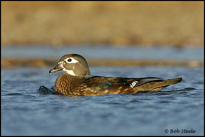 Wood Duck (Aix sponsa)