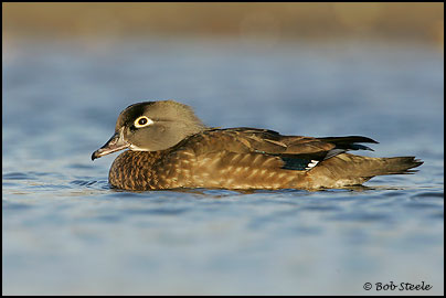 Wood Duck (Aix sponsa)
