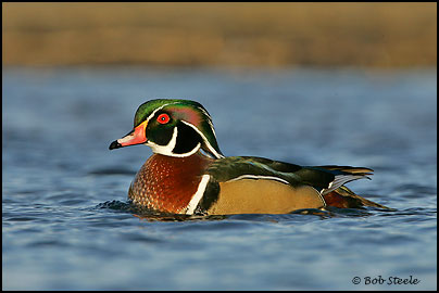 Wood Duck (Aix sponsa)