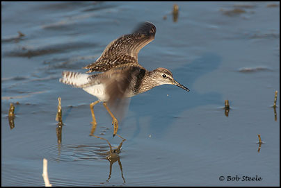 Wood Sandpiper (Tringa glareola)