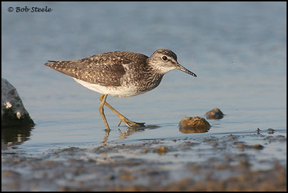 Wood Sandpiper (Tringa glareola)