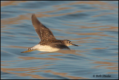 Wood Sandpiper (Tringa glareola)