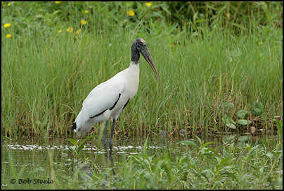 Wood Stork (Mycteria americana)