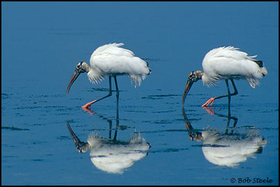 Wood Stork (Mycteria americana)