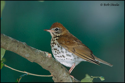 Wood Thrush (Hylocichla mustelina)