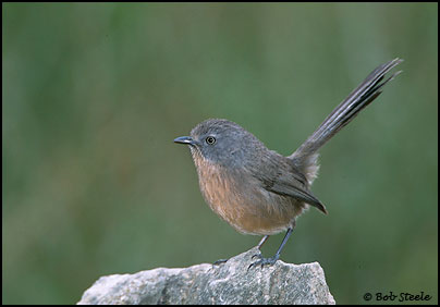 Wrentit (Chamaea fasciata)