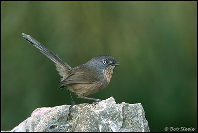 Wrentit (Chamaea fasciata)
