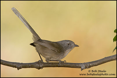 Wrentit (Chamaea fasciata)