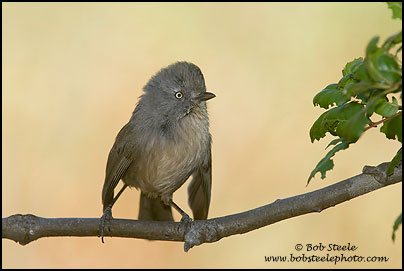 Wrentit (Chamaea fasciata)