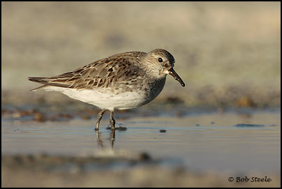 White-rumped Sandpiper (Calidris fuscicollis)