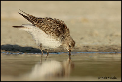 White-rumped Sandpiper (Calidris fuscicollis)