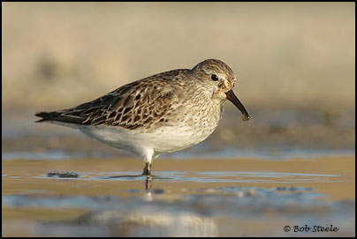 White-rumped Sandpiper (Calidris fuscicollis)