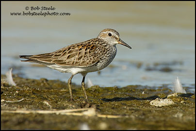 White-rumped Sandpiper (Calidris fuscicollis)