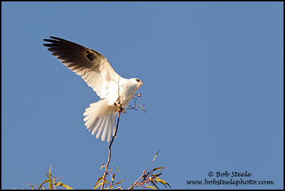 White-tailed Kite (Elanus leucurus)