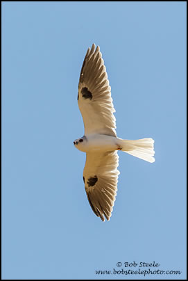 White-tailed Kite (Elanus leucurus)