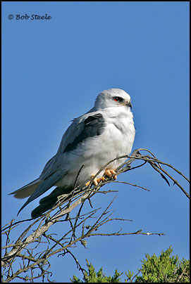 White-tailed Kite (Elanus leucurus)