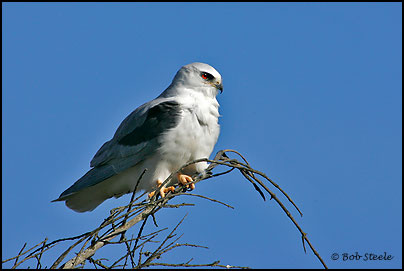 White-tailed Kite (Elanus leucurus)