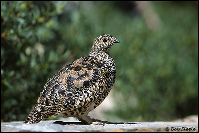 White-tailed Ptarmigan (Lagopus leucurus)