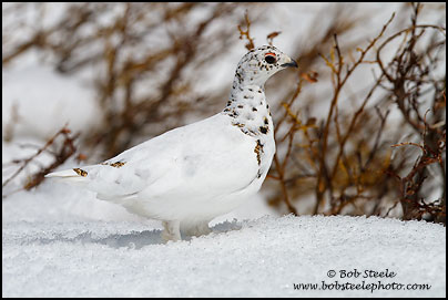 White-tailed Ptarmigan (Lagopus leucurus)