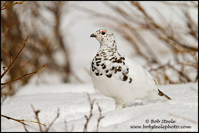 White-tailed Ptarmigan (Lagopus leucurus)