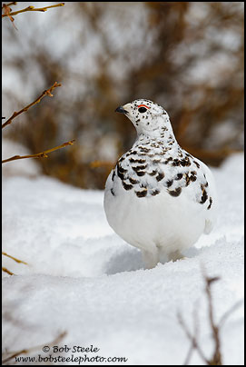 White-tailed Ptarmigan (Lagopus leucurus)