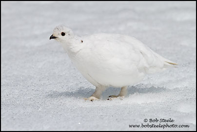 White-tailed Ptarmigan (Lagopus leucurus)