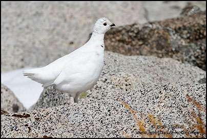 White-tailed Ptarmigan (Lagopus leucurus)
