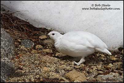 White-tailed Ptarmigan (Lagopus leucurus)