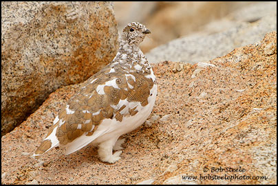 White-tailed Ptarmigan (Lagopus leucurus)