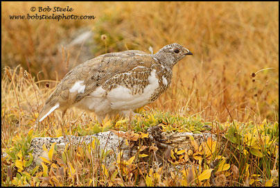 White-tailed Ptarmigan (Lagopus leucurus)