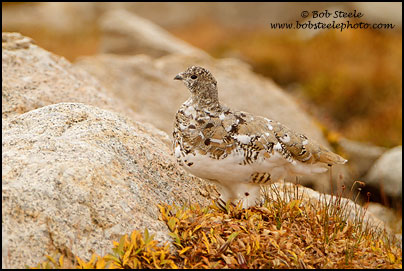 White-tailed Ptarmigan (Lagopus leucurus)