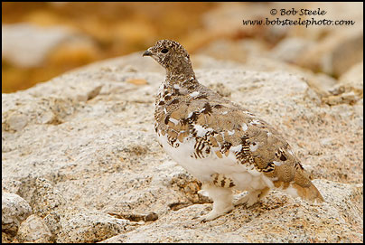 White-tailed Ptarmigan (Lagopus leucurus)