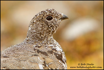 White-tailed Ptarmigan (Lagopus leucurus)
