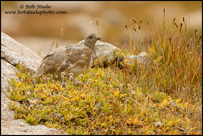 White-tailed Ptarmigan (Lagopus leucurus)