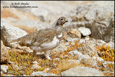 White-tailed Ptarmigan (Lagopus leucurus)
