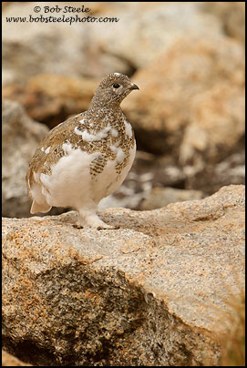 White-tailed Ptarmigan (Lagopus leucurus)