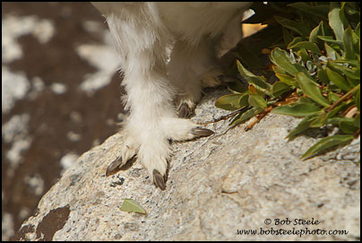 White-tailed Ptarmigan (Lagopus leucurus)