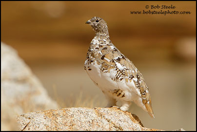 White-tailed Ptarmigan (Lagopus leucurus)