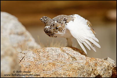 White-tailed Ptarmigan (Lagopus leucurus)