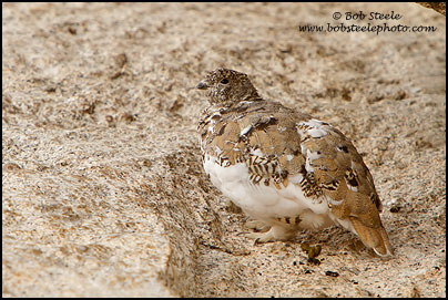 White-tailed Ptarmigan (Lagopus leucurus)