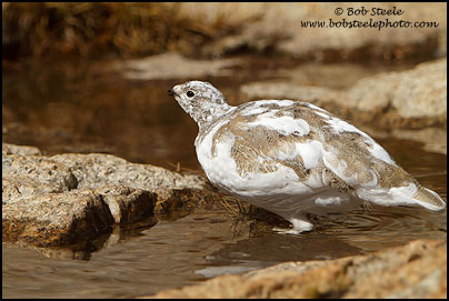 White-tailed Ptarmigan (Lagopus leucurus)