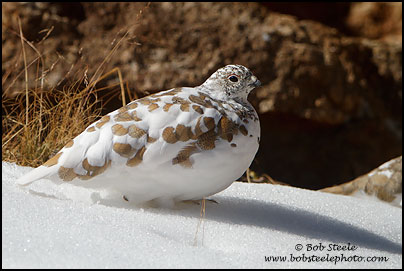 White-tailed Ptarmigan (Lagopus leucurus)