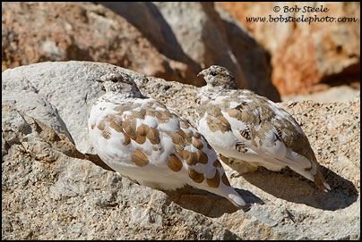 White-tailed Ptarmigan (Lagopus leucurus)