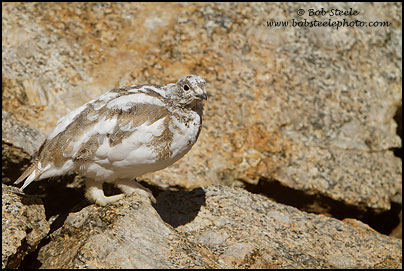 White-tailed Ptarmigan (Lagopus leucurus)