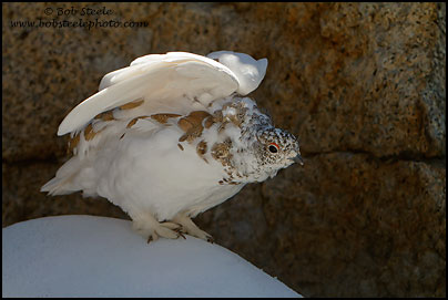 White-tailed Ptarmigan (Lagopus leucurus)