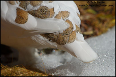 White-tailed Ptarmigan (Lagopus leucurus)