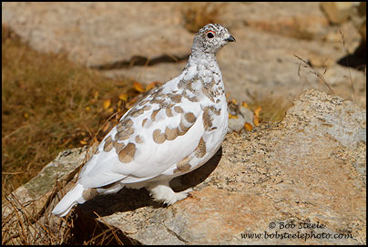 White-tailed Ptarmigan (Lagopus leucurus)